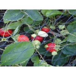 Tuinnet Grofmazig 5 × 5 M